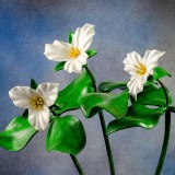 Trilliums Closeup