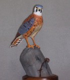 American Kestral