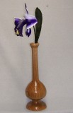 Cattleya Orchid
