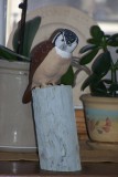 Northern Hawk Owl