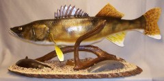 PC3 Walleye