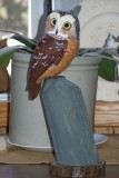 Saw weth Owl
