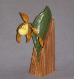 Yellow Lady Slipper