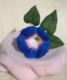 Morning Glory