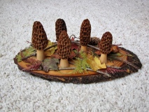 PC7 Randy Kinnick -  Morels