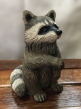 Raccoon