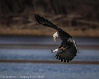 Bald Eagle with Trophy Fish