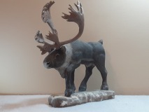PC14 Caribou