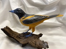 Baltimore Oriole