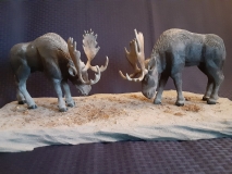 Moose Squaring Off