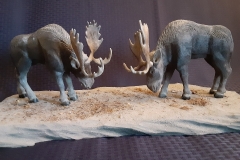 Moose Squaring Off